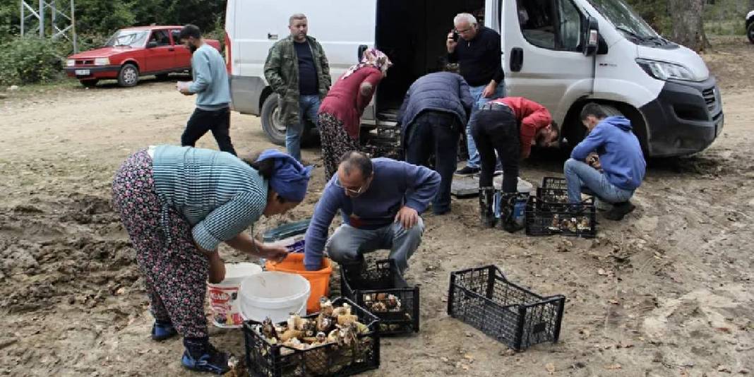 Dağ tepe geziyor tek tek topluyorlar! Yerel halkın para kaynağı: Kilosu 600 TL ediyor 3